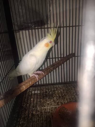 common white red eyes female for sale