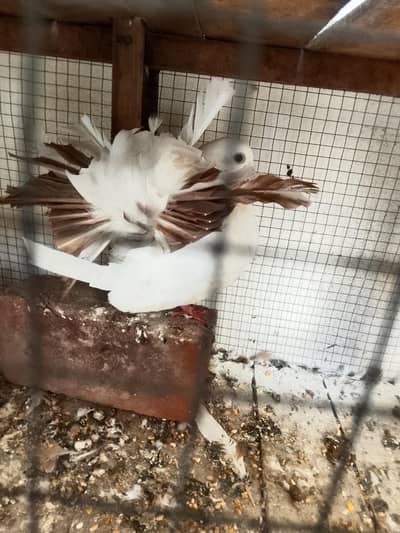 Red tail bredar female