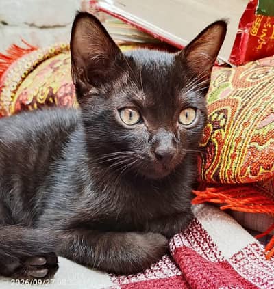 Black cat with yellow eyes.
