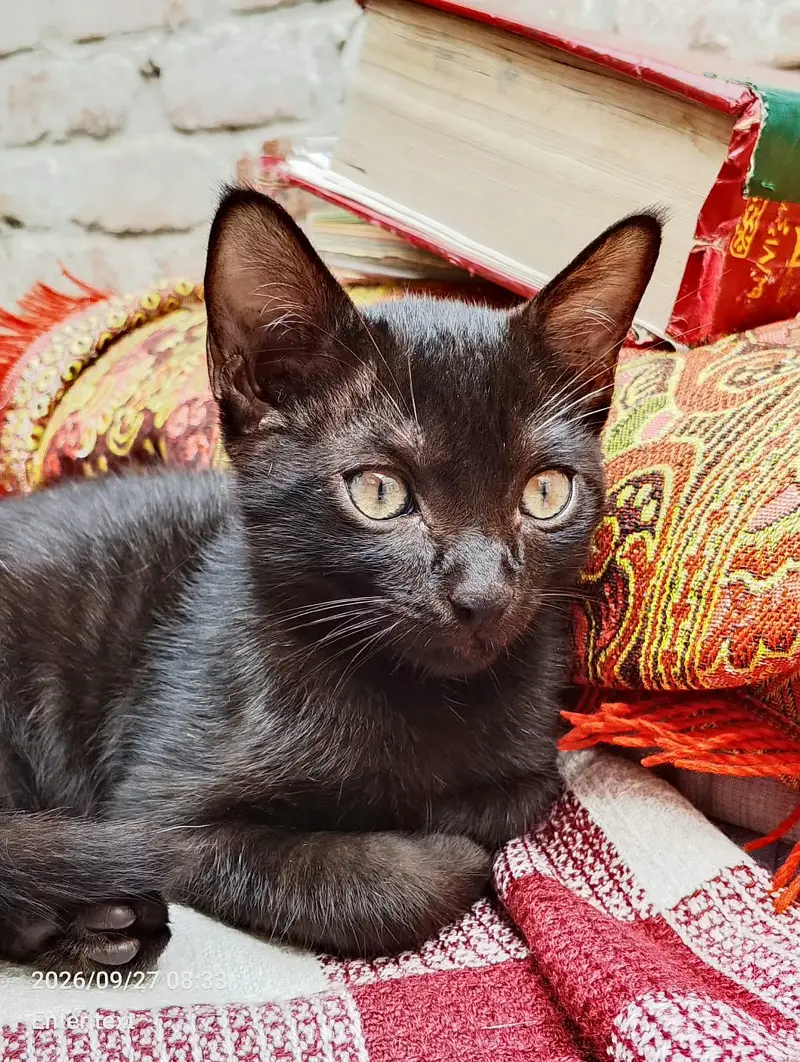 Black cat with yellow eyes. — photo 2