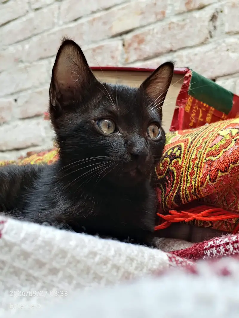 Black cat with yellow eyes. — photo 3