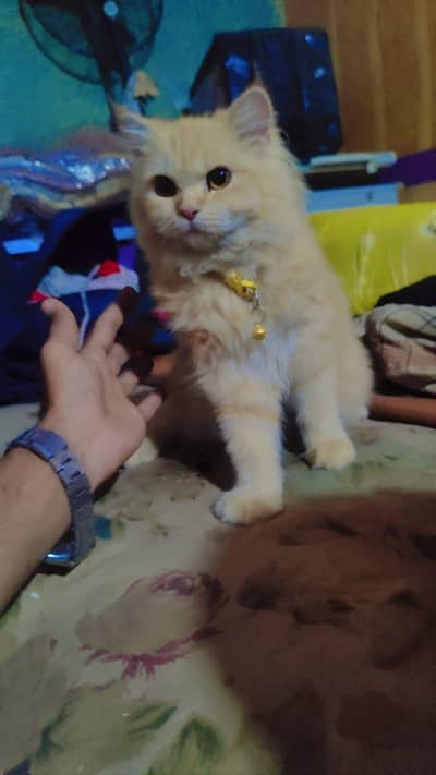 Brown persion cat for sale