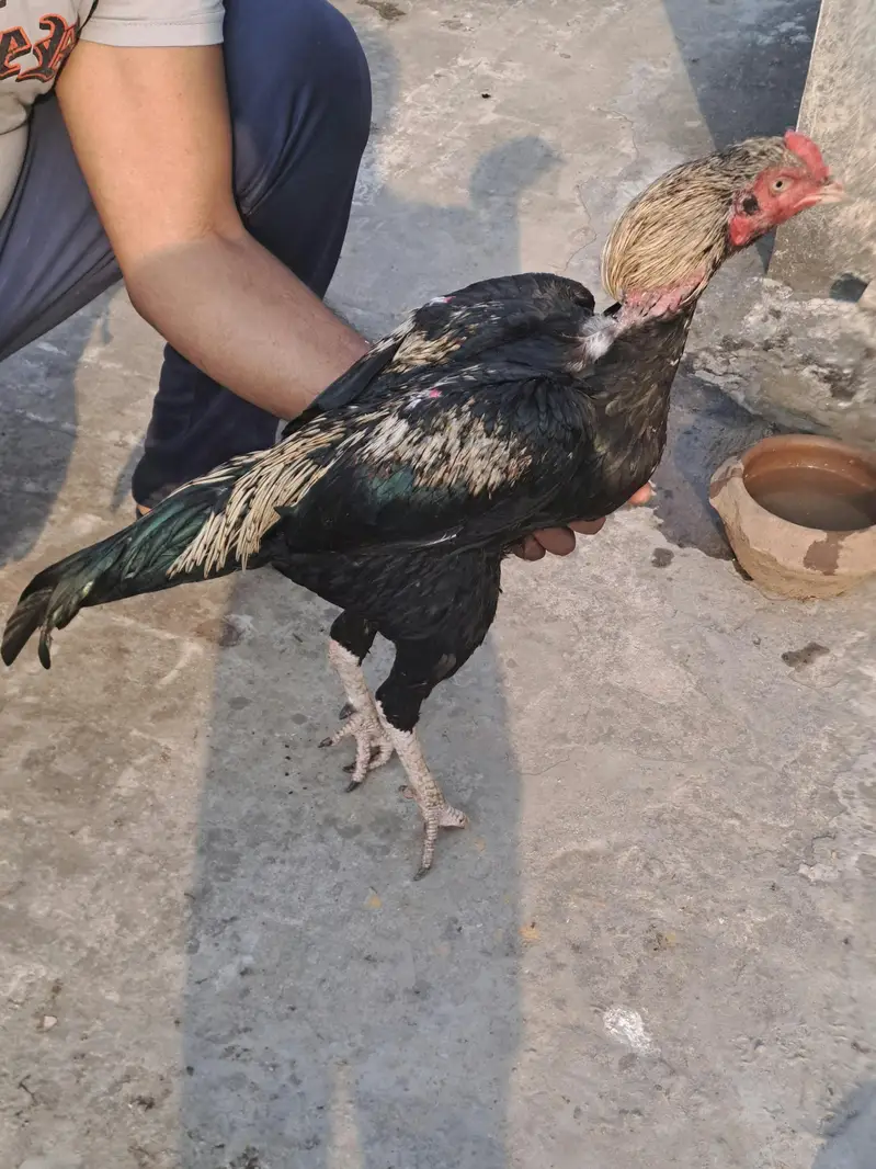 Bannet Thai aseel — photo 2