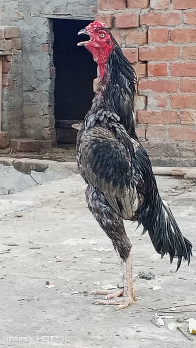 Meharbilal