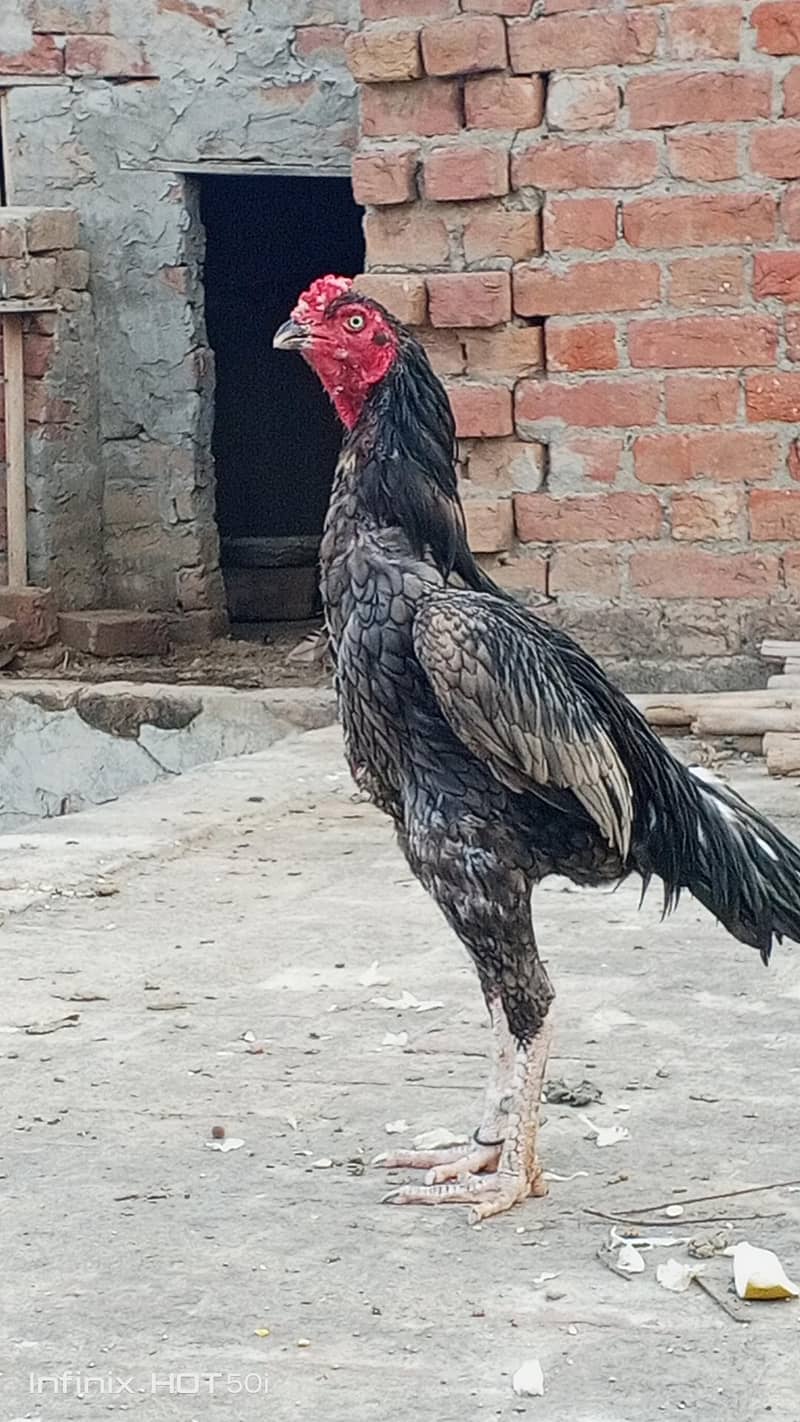 Meharbilal 1