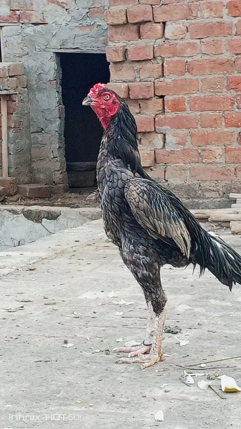 Meharbilal — photo 2