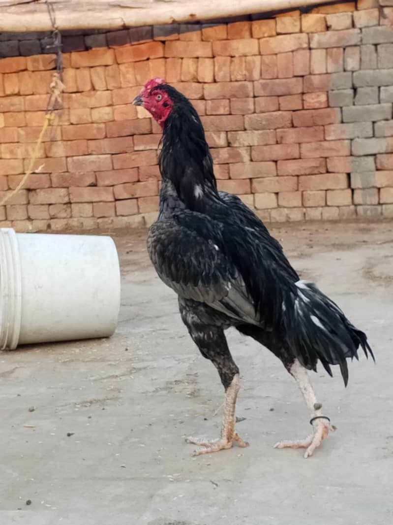 Meharbilal 3
