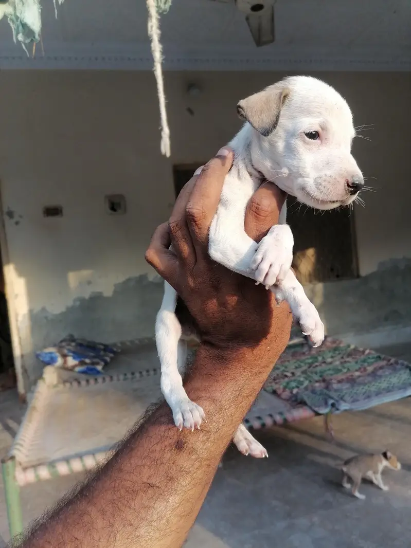 gultair male puppy