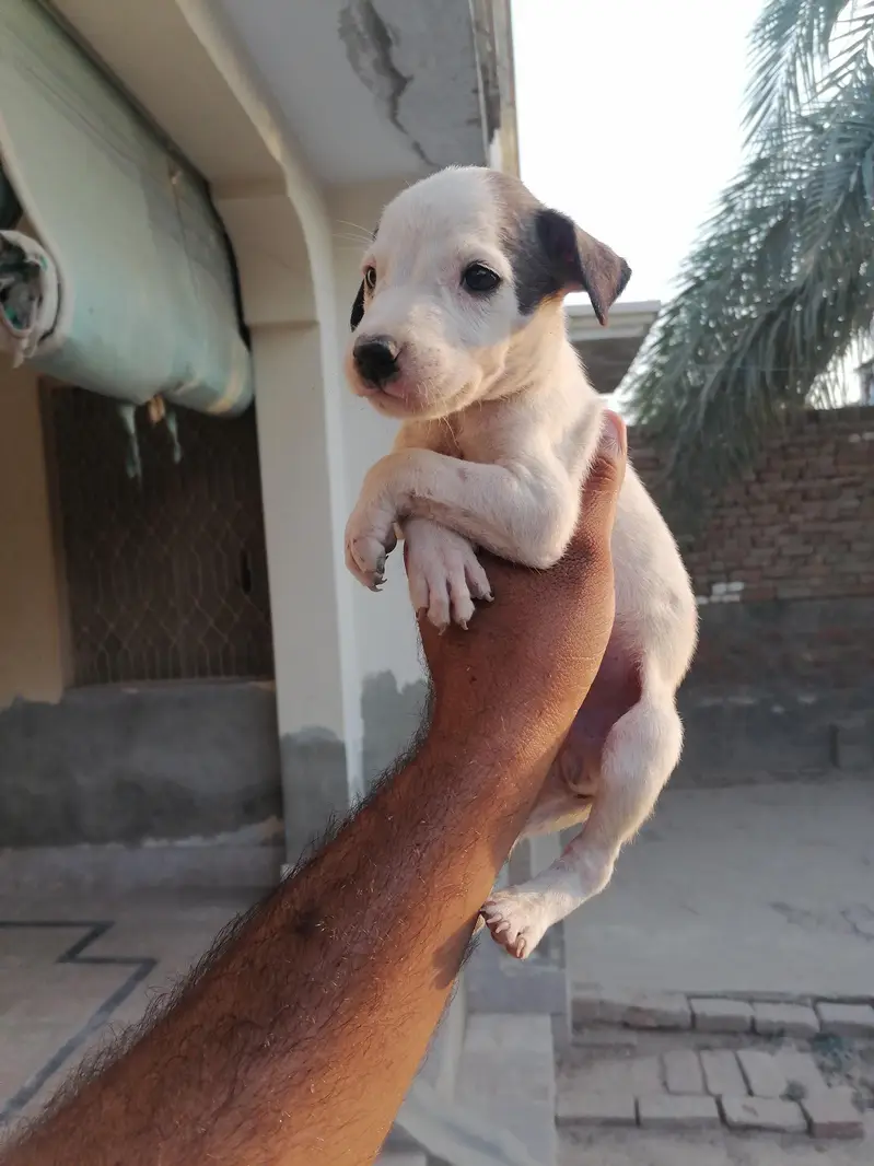 gultair male puppy — photo 2