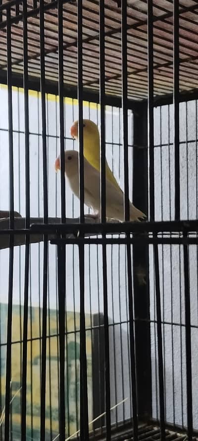 Love Birds for sale 4 breeder pairs