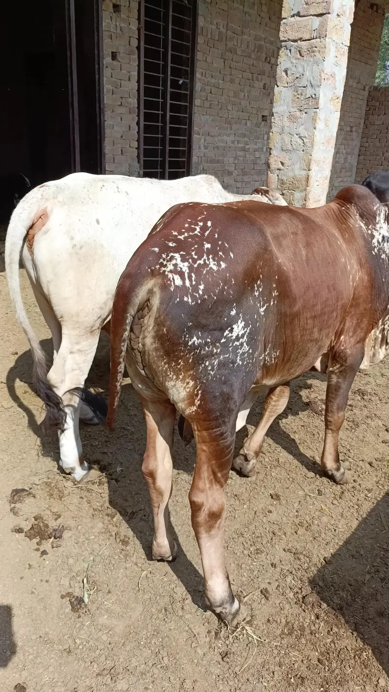 KHEERAY BACHRAY FOR SALE