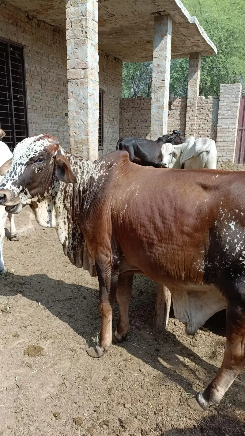 KHEERAY BACHRAY FOR SALE — photo 2