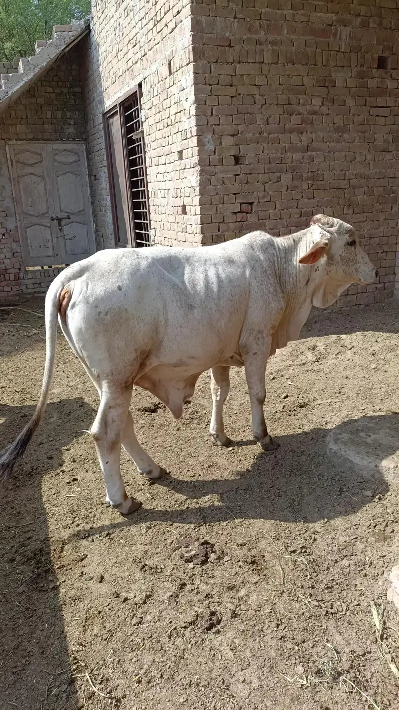 KHEERAY BACHRAY FOR SALE — photo 3