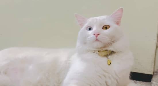 Beautiful Persian White Male Cat with Blue & Golden Eyes