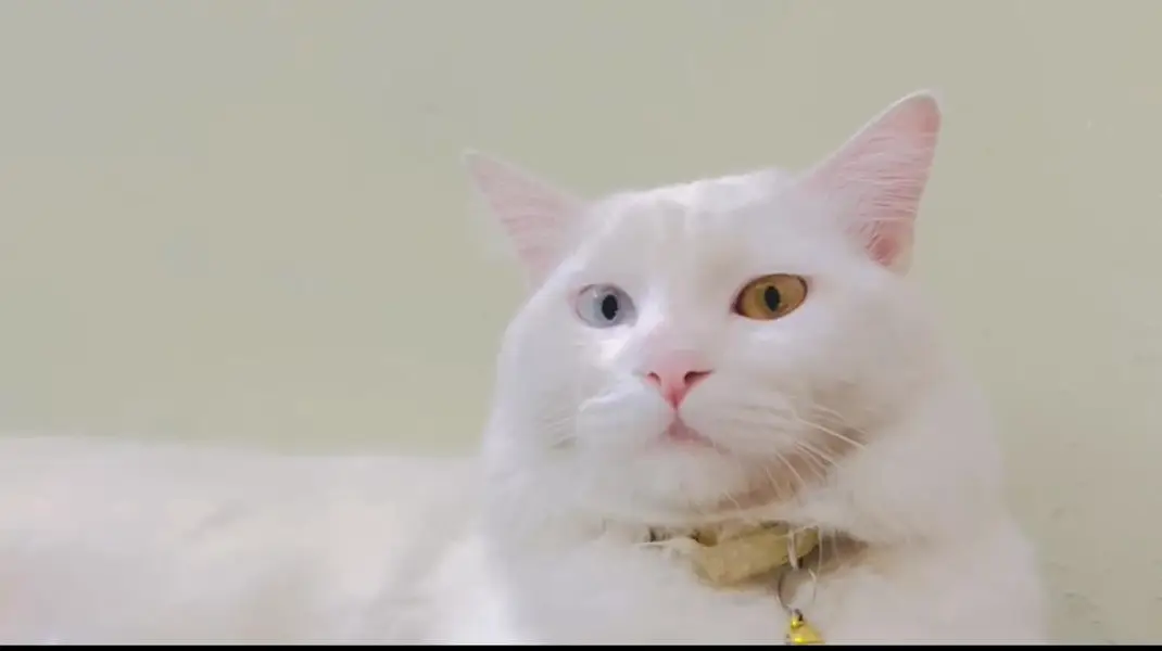 Beautiful Persian White Male Cat with Blue & Golden Eyes — photo 2