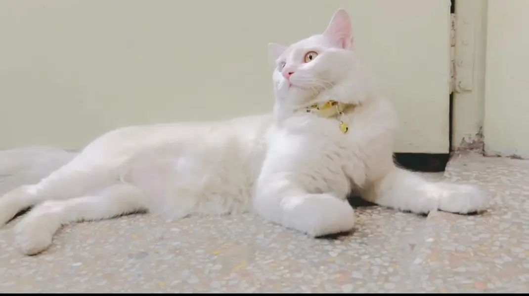Beautiful Persian White Male Cat with Blue & Golden Eyes — photo 3
