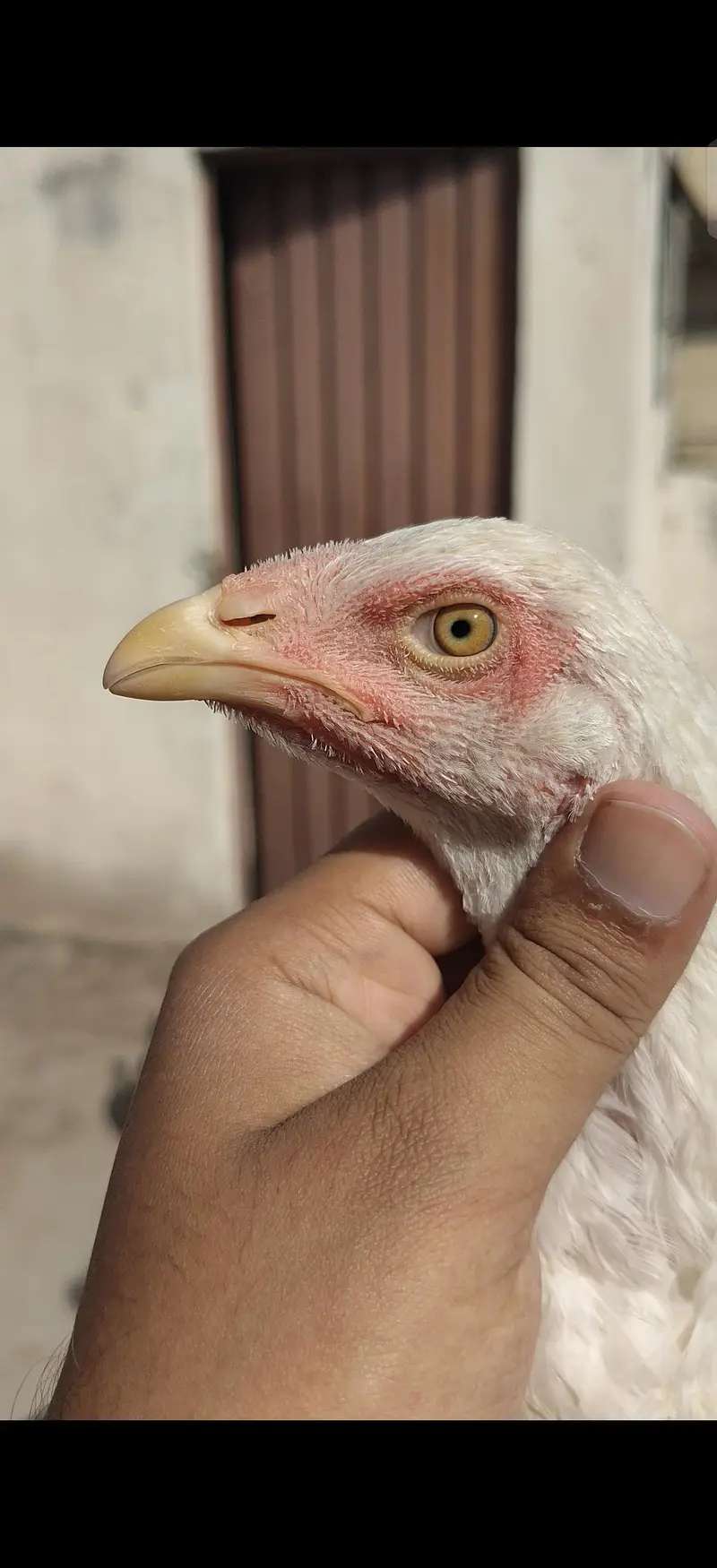 Quality Aseel Pathy for Sale — photo 2