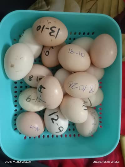 Fresh Eggs for sale 500 per  egg