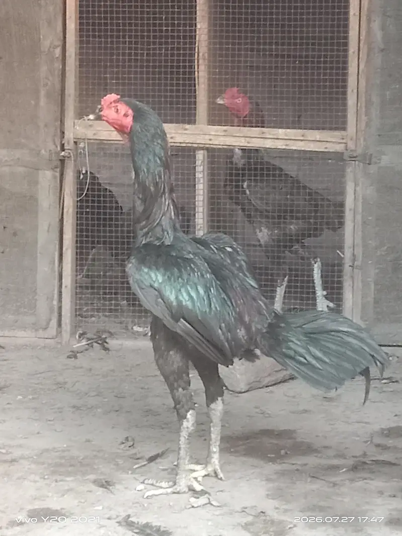 Fresh Eggs for sale 500 per  egg — photo 2