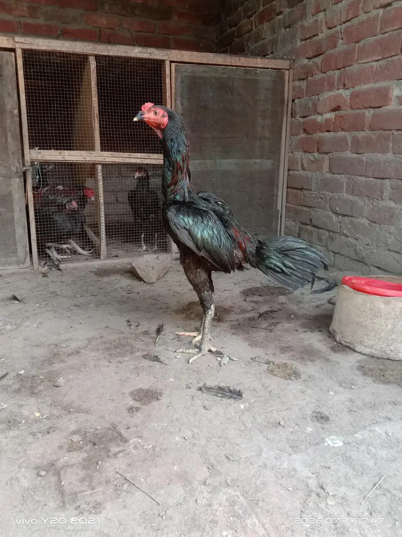 Fresh Eggs for sale 500 per  egg — photo 3