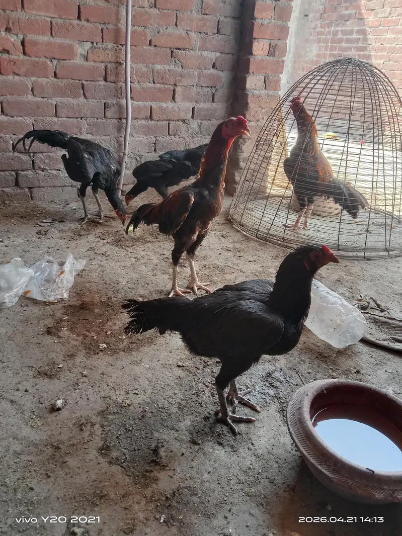 Fresh Eggs for sale 500 per  egg — photo 4