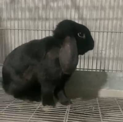 Holland loop males Jutt black colour A++ quality 0336/9792398
