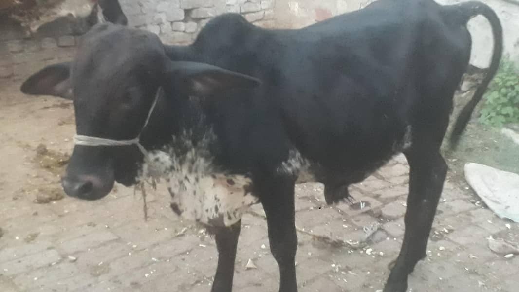 دو بچھرے فار سیل 1