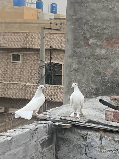 Lucky Pigeons