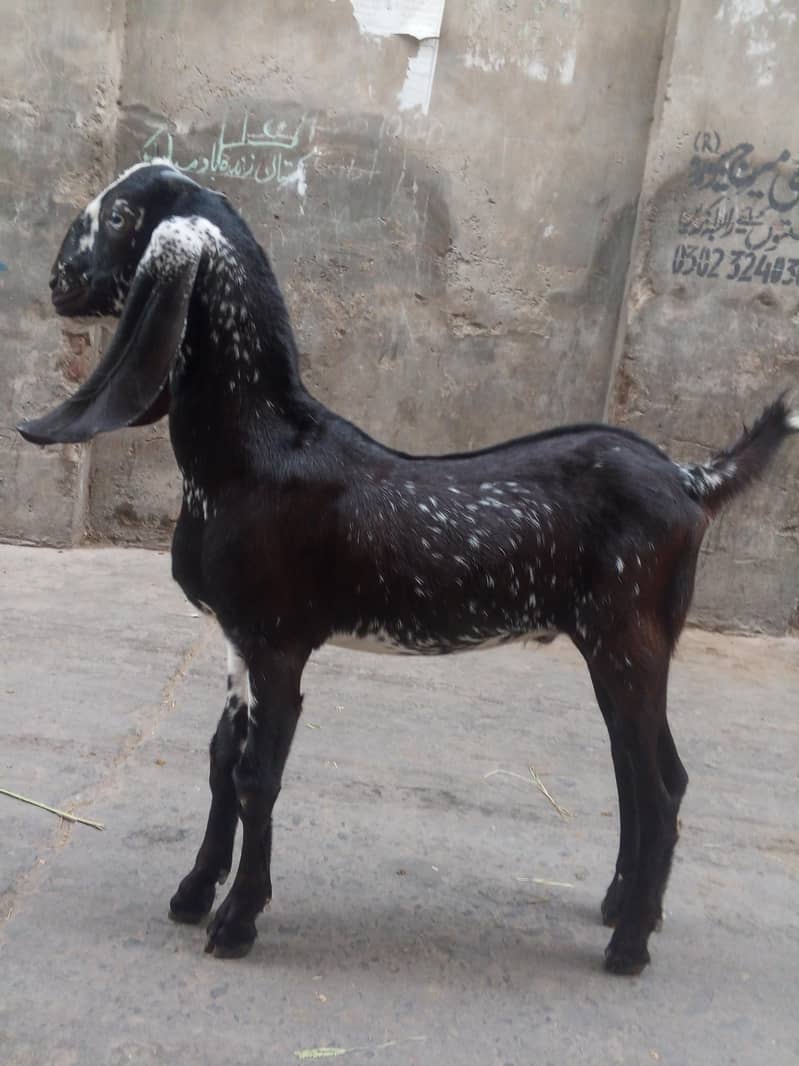 Desi bakra 0