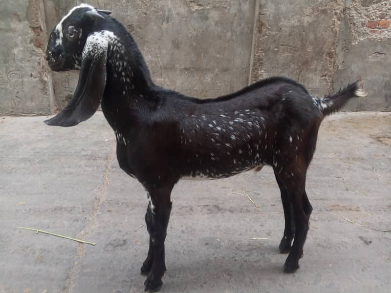 Desi bakra 1