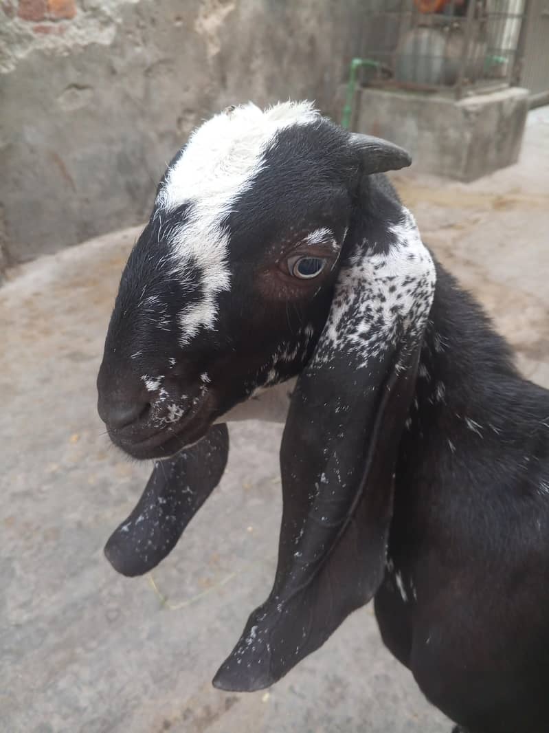 Desi bakra 2