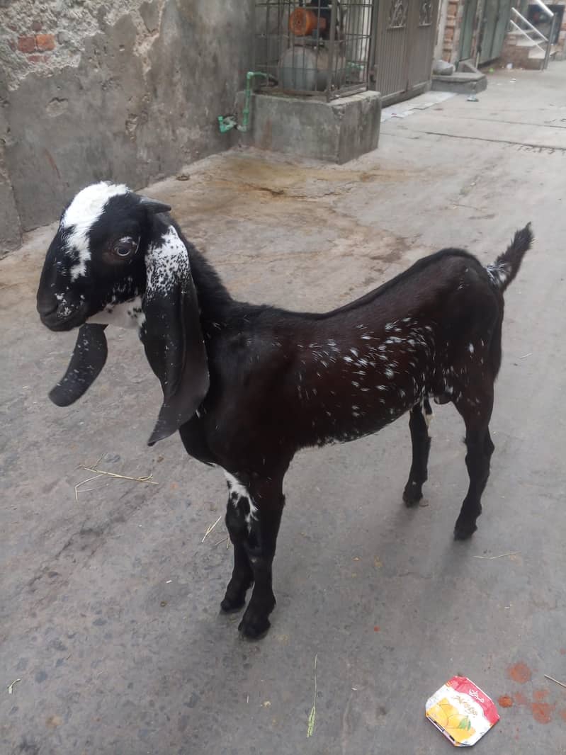 Desi bakra 3