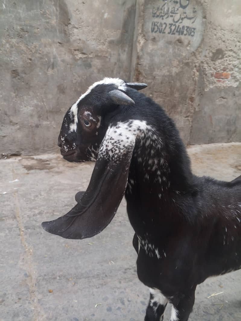 Desi bakra 4