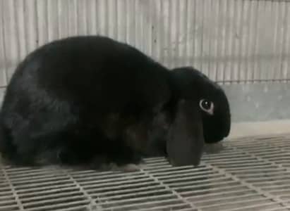 Holland loop Jutt black colour male for sales 03368792398