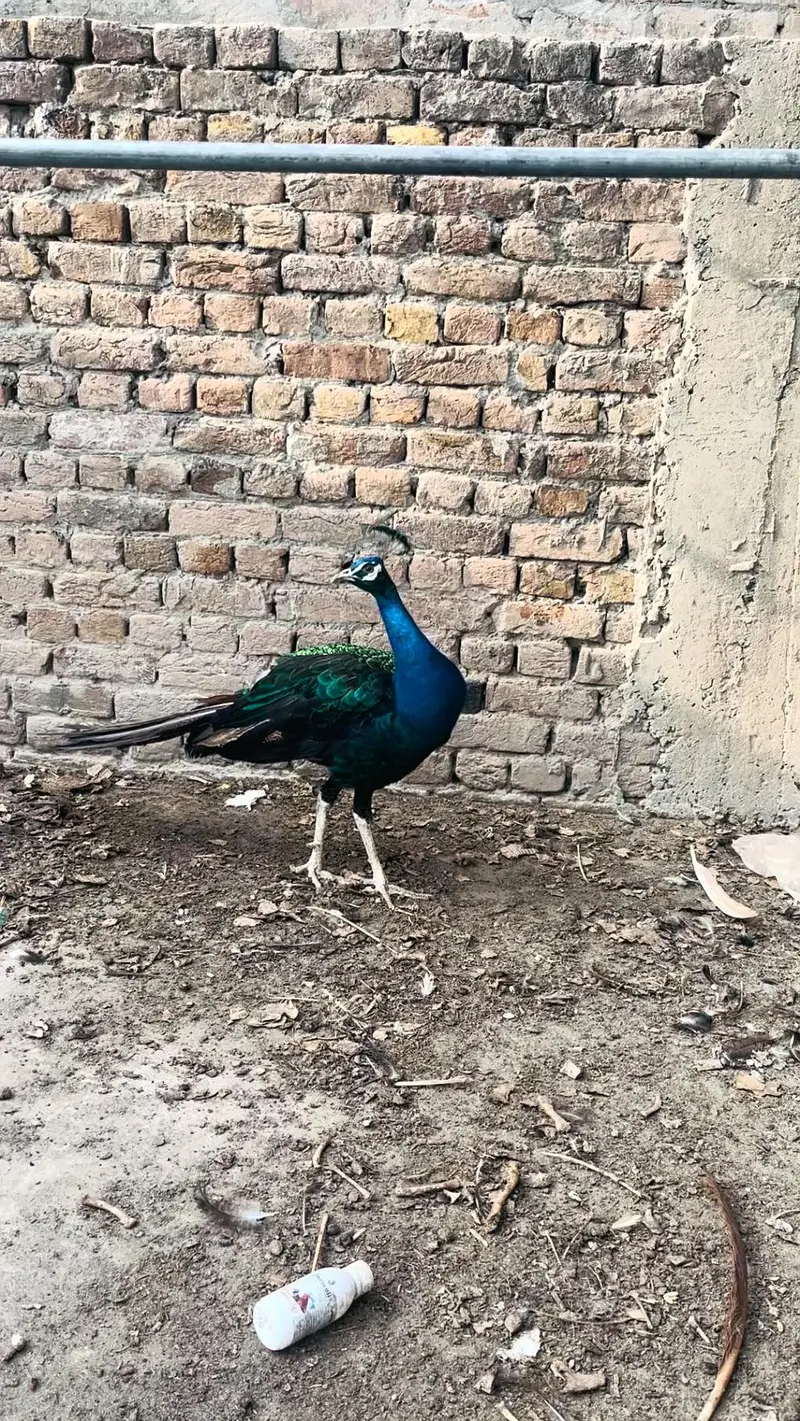 peacock mor 0313//72//53//288 — photo 5