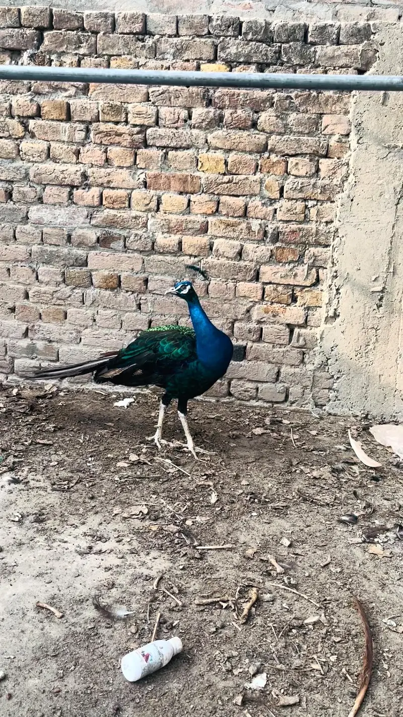 peacock mor 0313//72//53//288 — photo 6
