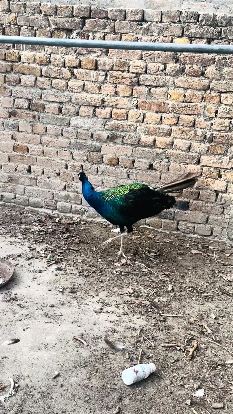 peacock mor 0313//72//53//288 — photo 7