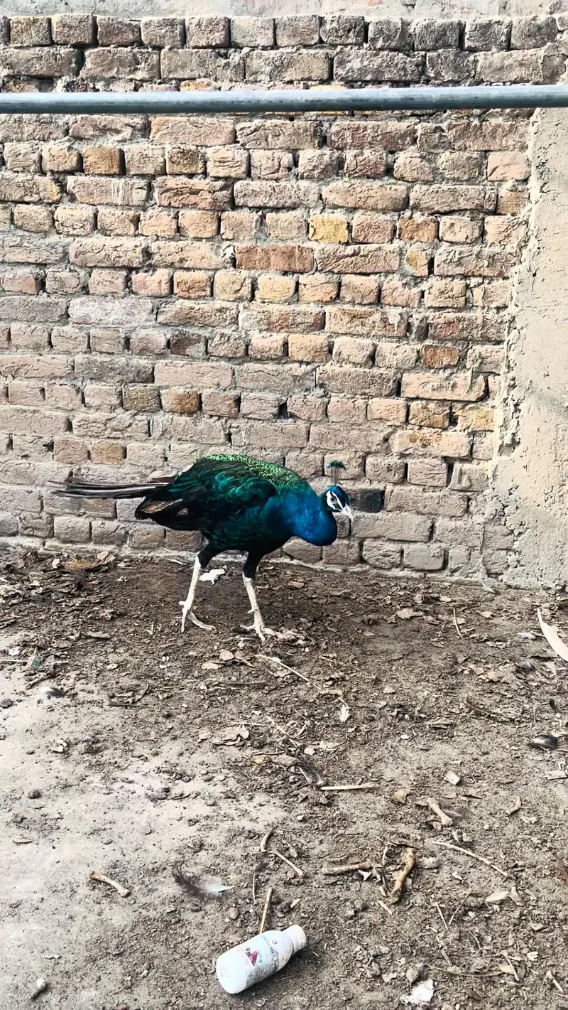 peacock mor 0313//72//53//288 — photo 8