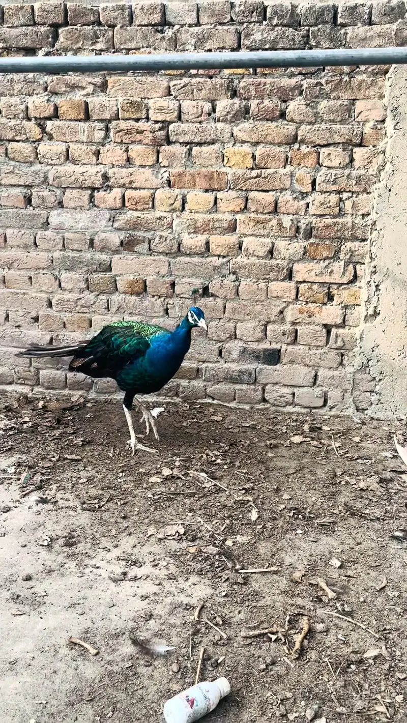 peacock mor 0313//72//53//288 — photo 9