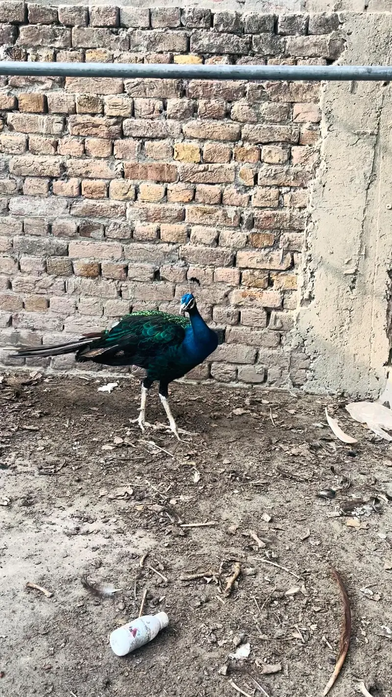 peacock mor 0313//72//53//288 — photo 10