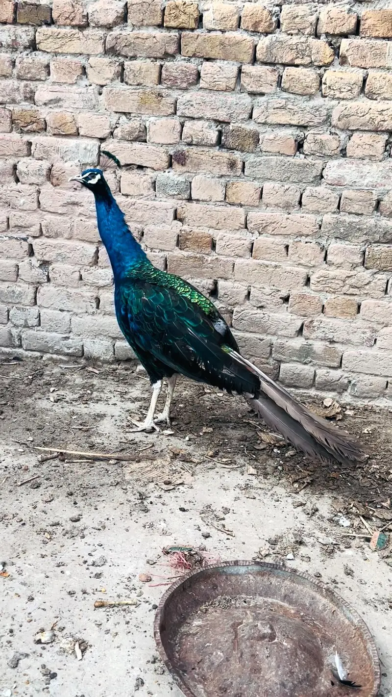 peacock mor 0313//72//53//288 — photo 12