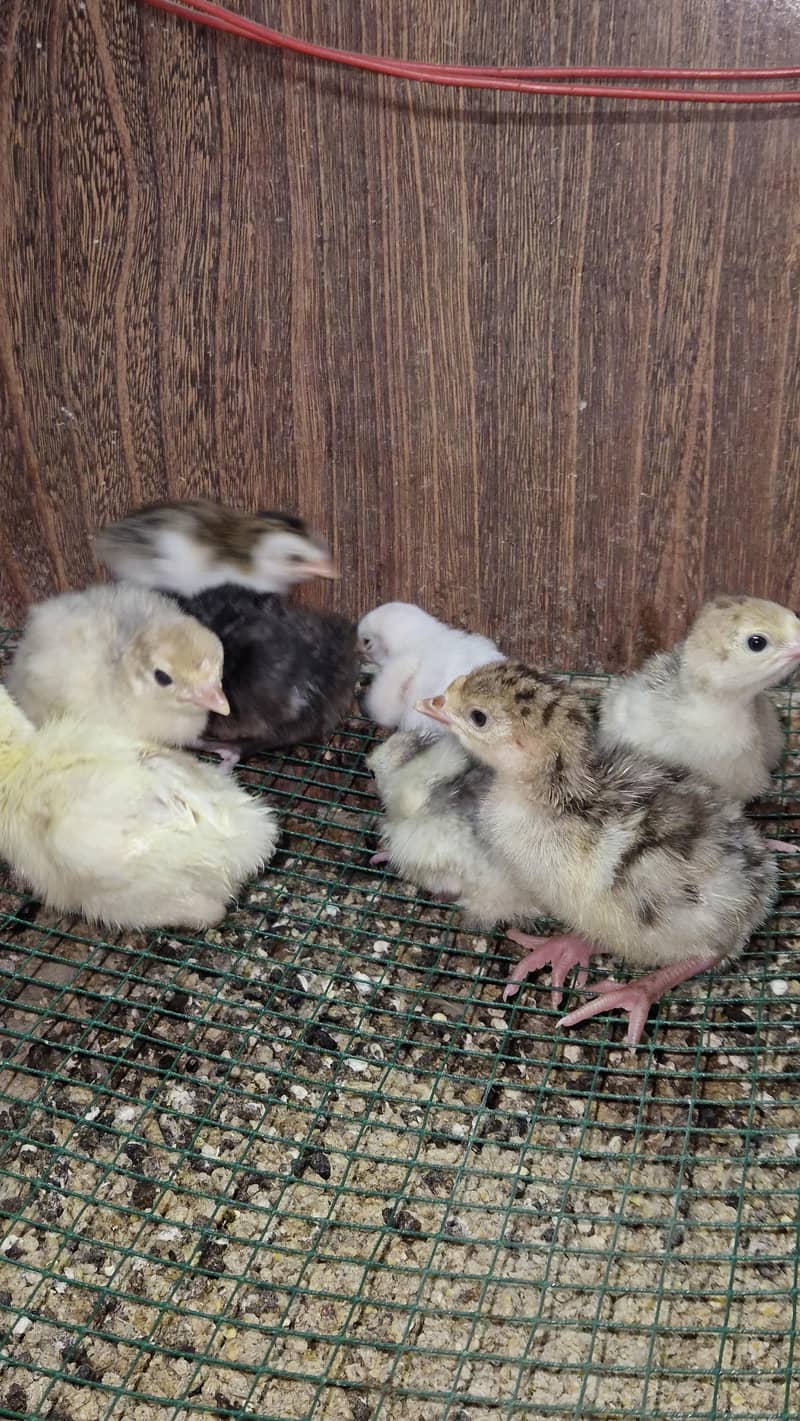 Turkey chicks 8