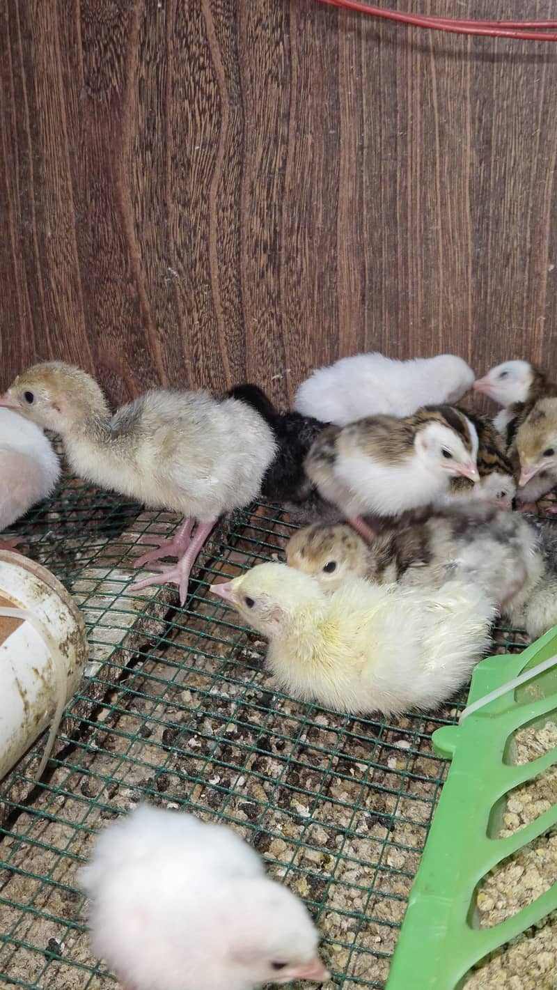 Turkey chicks 9
