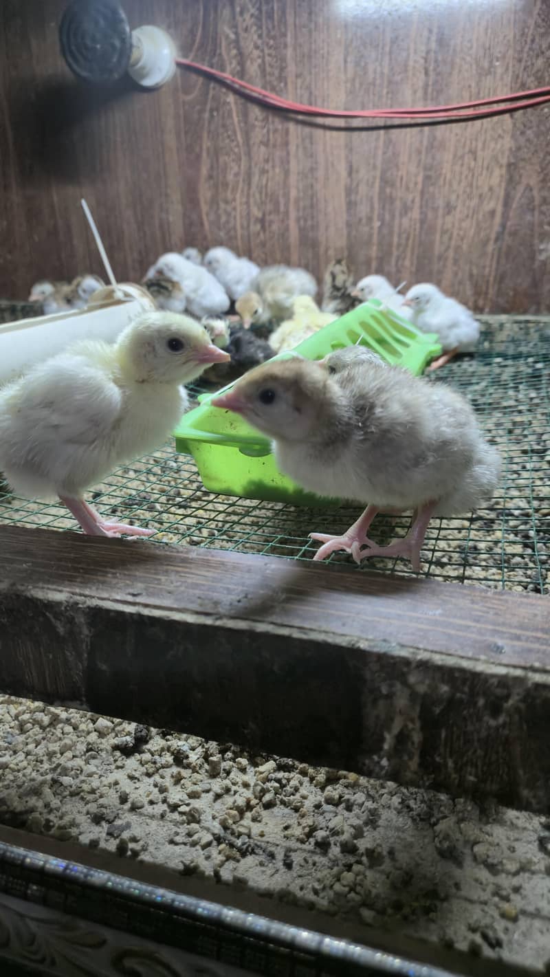 Turkey chicks 10