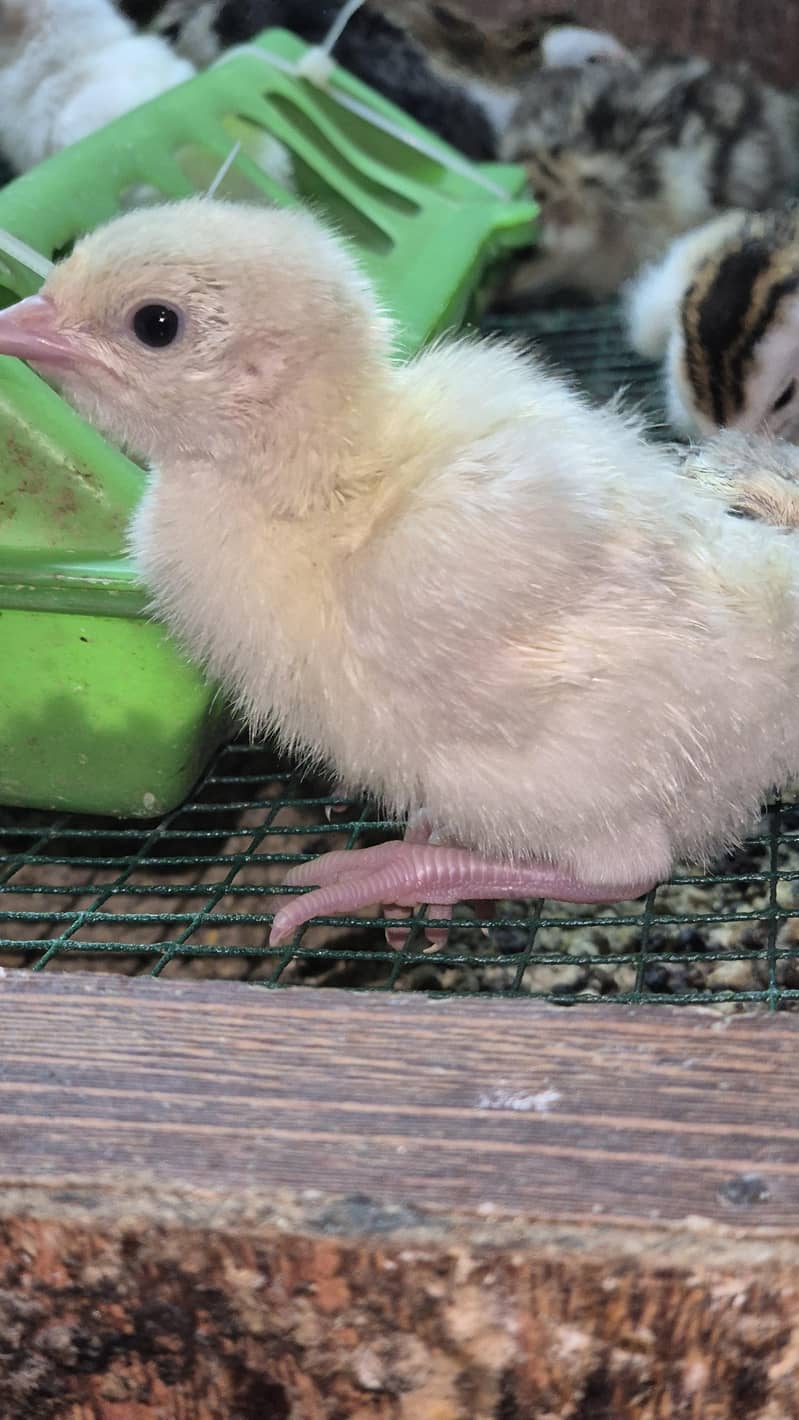 Turkey chicks 11