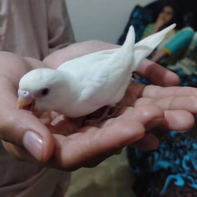 red eyes breeder pairs white parrot