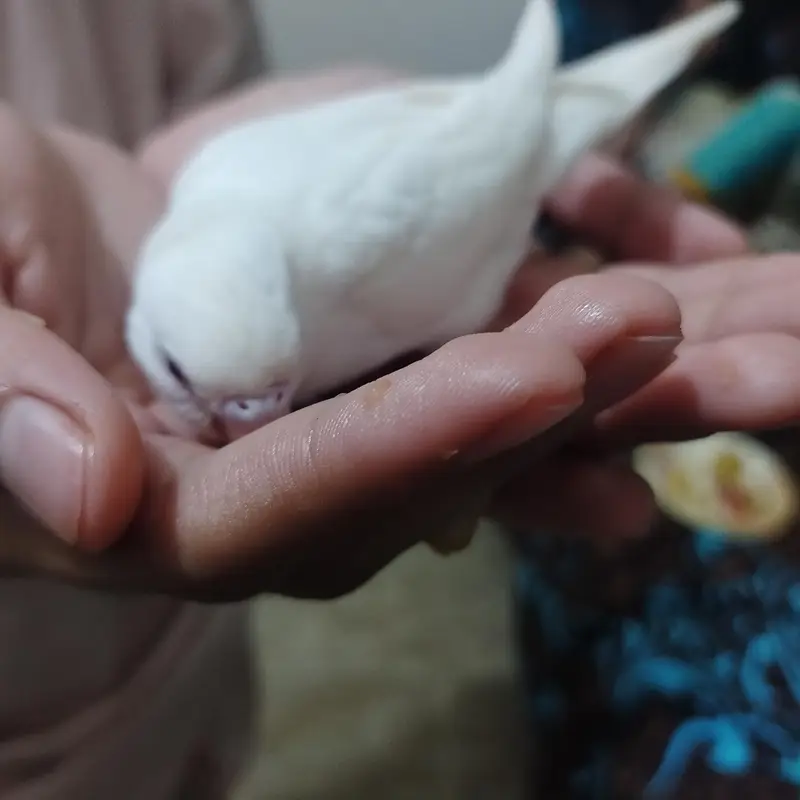 red eyes breeder pairs white parrot — photo 2