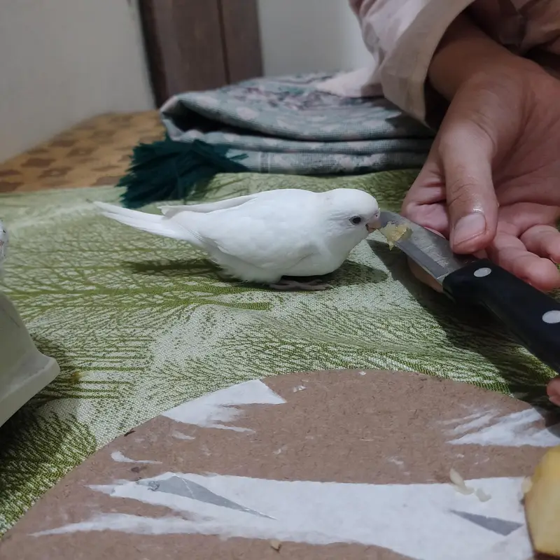 red eyes breeder pairs white parrot — photo 3