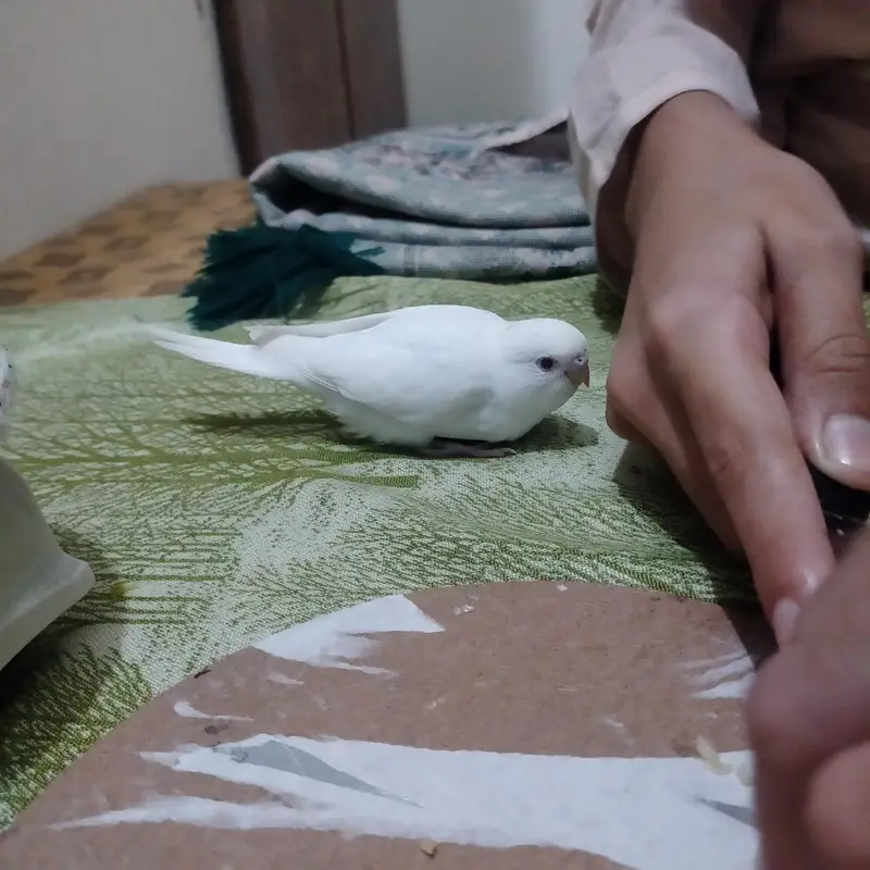 red eyes breeder pairs white parrot — photo 4