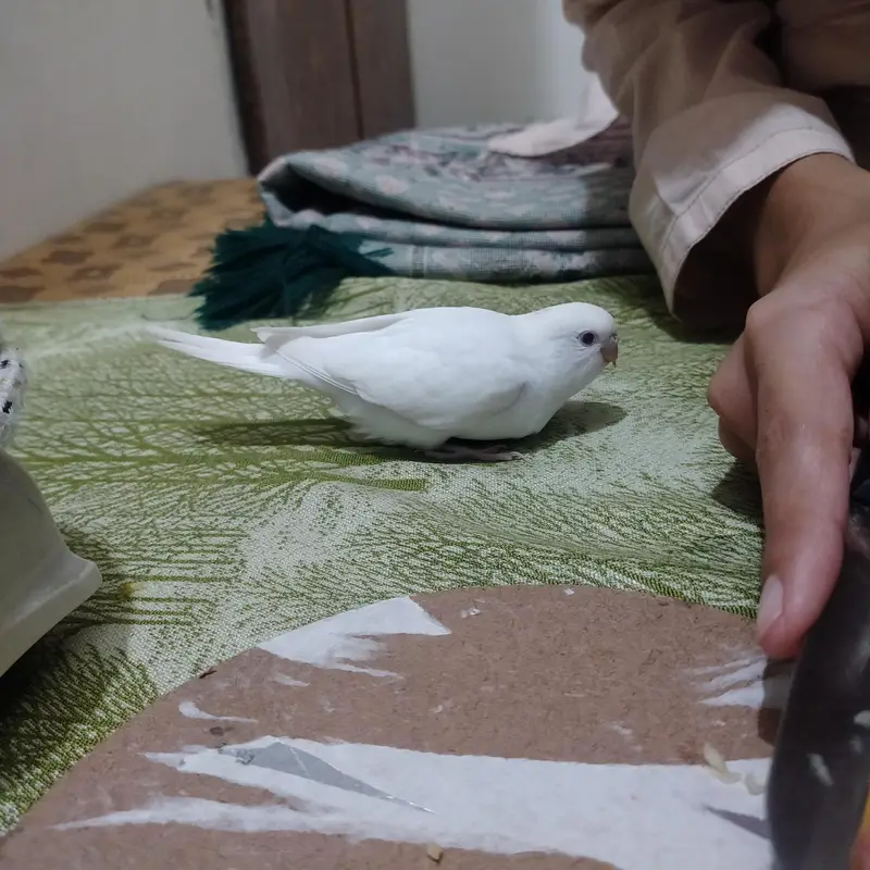 red eyes breeder pairs white parrot — photo 5